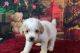 Miniature Poodle Puppies for sale in Knoxville, TN, USA. price: $150,000