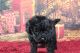 Miniature Poodle Puppies for sale in Knoxville, TN, USA. price: $125,000