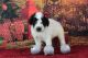 Miniature Poodle Puppies for sale in Knoxville, TN, USA. price: $150,000