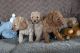Miniature Poodle Puppies for sale in Chicago, IL 60605, USA. price: $650