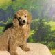 Miniature Poodle Puppies for sale in Tonasket, WA 98855, USA. price: NA