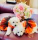 Miniature Poodle Puppies for sale in Avondale, AZ, USA. price: $1,500