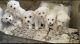 Miniature Poodle Puppies for sale in 3617 E Noble Ave, Visalia, CA 93292, USA. price: NA