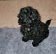 Miniature Poodle Puppies for sale in Woodhaven, MI 48183, USA. price: $2,200
