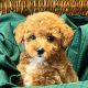 Miniature Poodle Puppies for sale in Dundee, OH 44624, USA. price: NA
