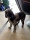 Miniature Poodle Puppies for sale in Galesburg, MI 49053, USA. price: NA