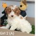 Miniature Poodle Puppies for sale in Richmond, IL 60071, USA. price: NA