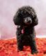 Miniature Poodle Puppies for sale in Dover, PA 17315, USA. price: NA