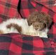 Miniature Poodle Puppies for sale in Rigby, ID 83442, USA. price: $1,200