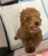 Miniature Poodle Puppies for sale in Teaneck, NJ, USA. price: $1,300