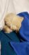 Miniature Poodle Puppies for sale in Cumming, GA, USA. price: NA