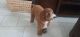 Miniature Poodle Puppies for sale in Tomball, TX, USA. price: $3,000