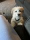 Miniature Poodle Puppies for sale in Laurel, MD, USA. price: $800