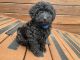 Miniature Poodle Puppies for sale in Zanesville, OH 43701, USA. price: NA