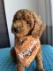 Miniature Poodle Puppies for sale in Beaumont, CA, USA. price: NA