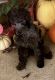 Miniature Poodle Puppies for sale in Lower Paxton Township, PA 17109, USA. price: $600