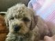 Miniature Poodle Puppies for sale in Kenosha, WI, USA. price: NA