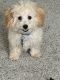 Miniature Poodle Puppies for sale in Suwanee, GA 30024, USA. price: $750