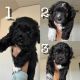 Miniature Poodle Puppies for sale in Fort Worth, TX, USA. price: $400