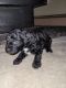 Miniature Poodle Puppies for sale in Fairbanks, AK, USA. price: $1,200