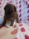 Miniature Poodle Puppies for sale in Honesdale, PA 18431, USA. price: $1,800