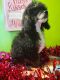 Miniature Poodle Puppies for sale in Maysville, NC, USA. price: $1,000