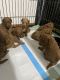 Miniature Poodle Puppies for sale in Kingston, MI 48741, USA. price: $1,300