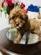 Miniature Poodle Puppies for sale in Falls Church, VA, USA. price: NA