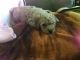 Miniature Poodle Puppies for sale in Kenosha, WI, USA. price: $700