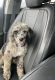 Miniature Poodle Puppies for sale in Mooresville, NC, USA. price: NA