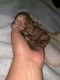 Miniature Poodle Puppies for sale in New Haven, CT 06511, USA. price: NA
