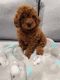 Miniature Poodle Puppies for sale in Woodbridge, VA 22191, USA. price: NA
