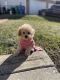 Miniature Poodle Puppies for sale in Indianapolis, IN, USA. price: NA