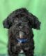 Miniature Poodle Puppies for sale in Dundee, OH 44624, USA. price: $500