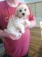 Miniature Poodle Puppies for sale in Clermont, FL, USA. price: $900