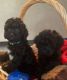 Miniature Poodle Puppies for sale in Clermont, FL, USA. price: $1,800