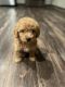 Miniature Poodle Puppies for sale in Douglasville, GA, USA. price: NA