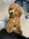 Miniature Poodle Puppies for sale in Stone Mountain, GA, USA. price: NA
