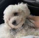 Miniature Poodle Puppies for sale in Immokalee, FL 34142, USA. price: NA