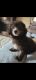 Miniature Poodle Puppies for sale in Kings Mountain, NC, USA. price: NA