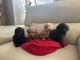 Miniature Poodle Puppies for sale in Savage, MN, USA. price: $1,600
