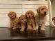 Miniature Poodle Puppies for sale in West Chester, PA, USA. price: $1,200