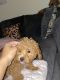 Miniature Poodle Puppies for sale in Houston, TX, USA. price: $650