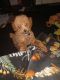 Miniature Poodle Puppies for sale in Nashville, TN, USA. price: NA