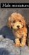 Miniature Poodle Puppies for sale in Charlotte, NC, USA. price: $700