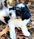 Miniature Poodle Puppies for sale in Washington, DC, USA. price: NA