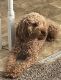Miniature Poodle Puppies for sale in Snellville, GA, USA. price: NA