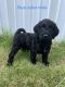 Miniature Poodle Puppies for sale in Palatka, FL 32177, USA. price: NA