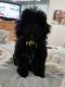 Miniature Poodle Puppies for sale in Punta Gorda, FL, USA. price: $2,500