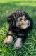 Miniature Poodle Puppies for sale in Candler, NC 28715, USA. price: NA